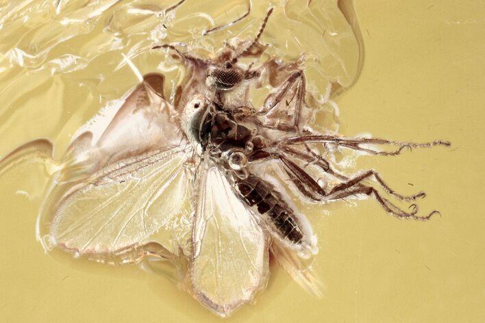 Fossil Biting Midge (Ceratopogonidae) in Baltic Amber #352849